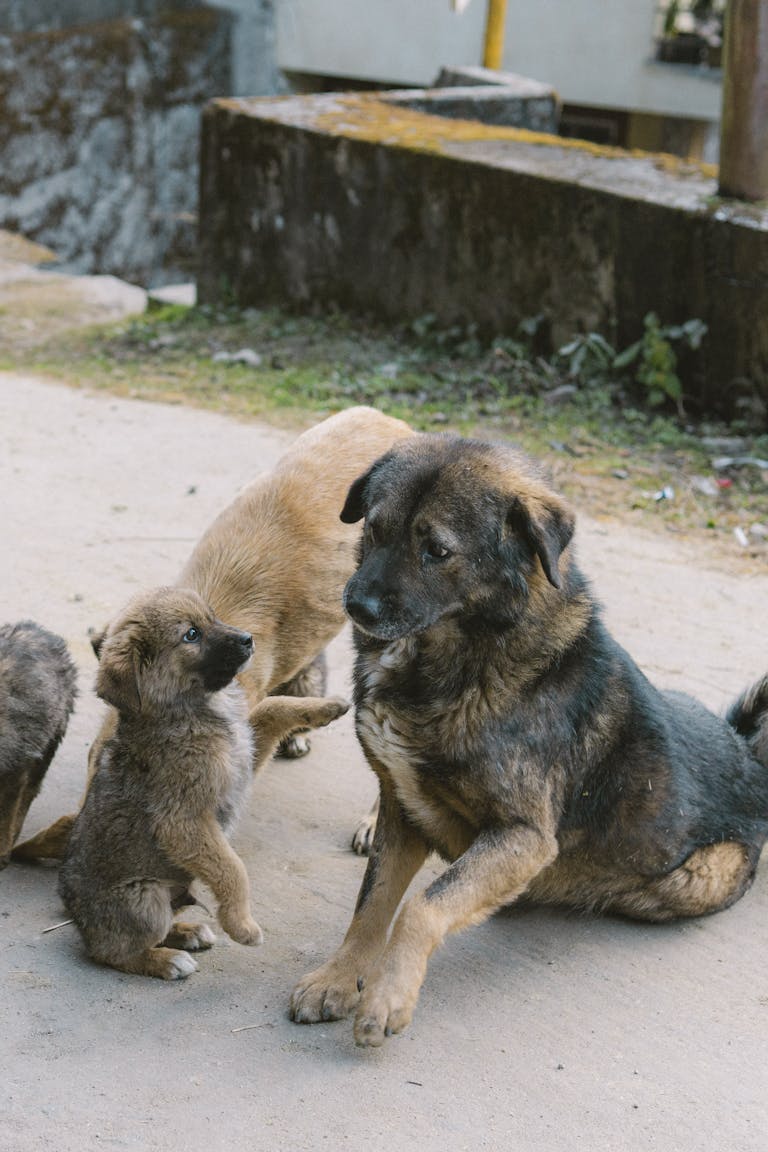 A group of street dogs with puppies resting on an urban pathway. Natural light highlights their gentle demeanor.